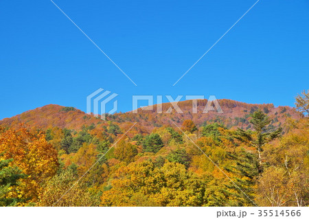 蓼科高原　紅葉 35514566