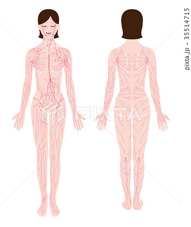 全身のリンパのイラスト（ピンク） 35514715