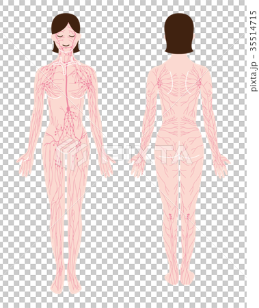 全身のリンパのイラスト（ピンク） 35514715