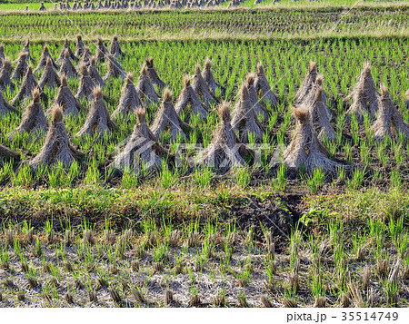 田んぼ 積み藁 田んぼ 積み藁 35514749