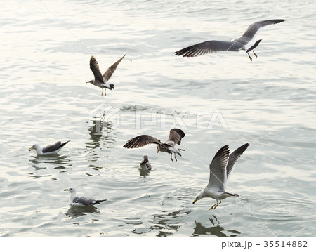 鳥 カモメ ｶﾓﾒ 35514882