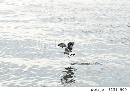 鳥 カモメ カモメ 35514900