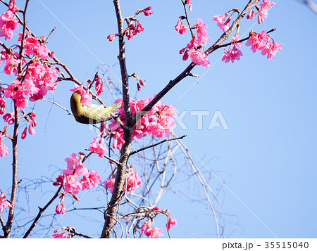 桜 さくら サクラ 35515040