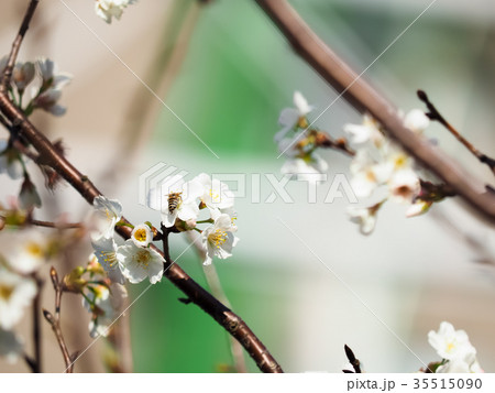 台湾 桜 さくら 35515090