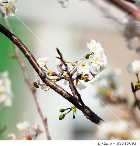 台湾 桜 さくら 35515093
