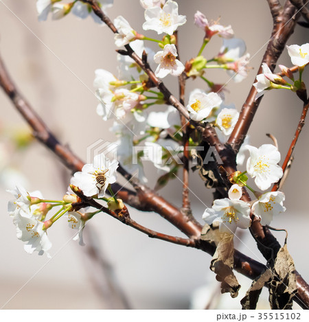 台湾 桜 さくら 35515102