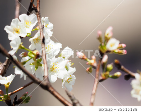 桜 さくら サクラ 35515138