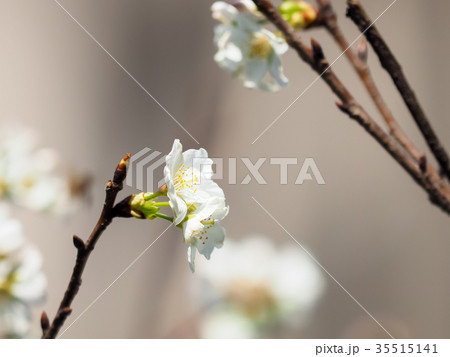 台湾 桜 さくら 35515141