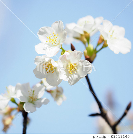 台湾 桜 さくら 35515146
