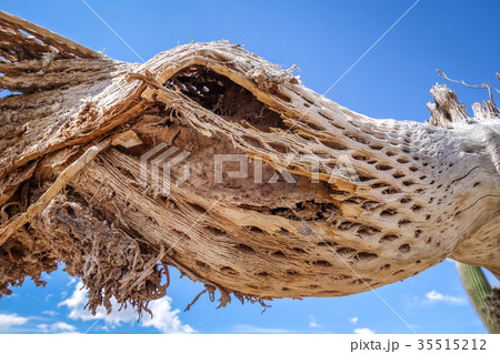 Dry giant cactus in the desert, Argentina 35515212