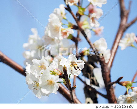 台湾 桜 さくら 35515336