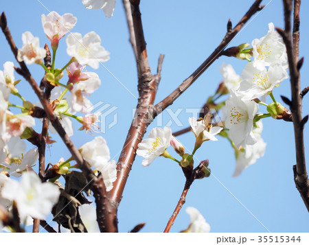 台湾 桜 さくら 35515344