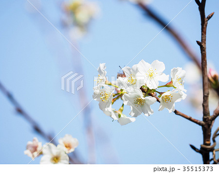 台湾 桜 さくら 35515373