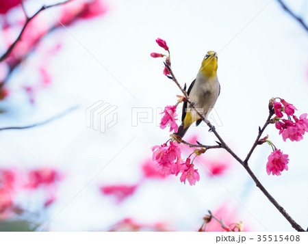 台湾 桜 さくら 35515408