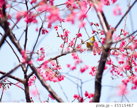 台湾 桜 さくら 35515467