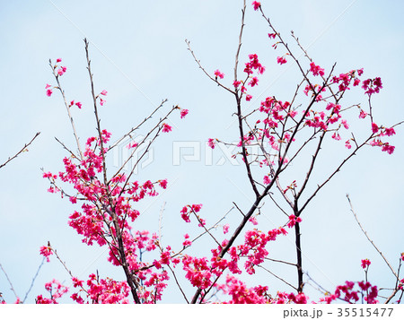 台湾 桜 さくら 35515477
