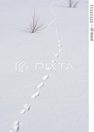 雪の中の動物の足跡の写真素材