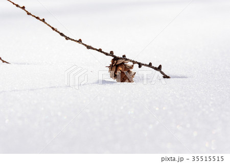 雪の上に落ちたカラマツの果実 雪の上に落ちたカラマツの果実 35515515