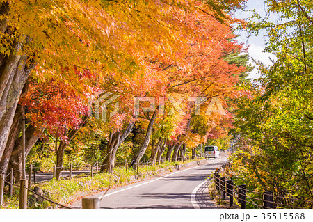 日本の秋 河口湖畔の風景　もみじトンネル 35515588