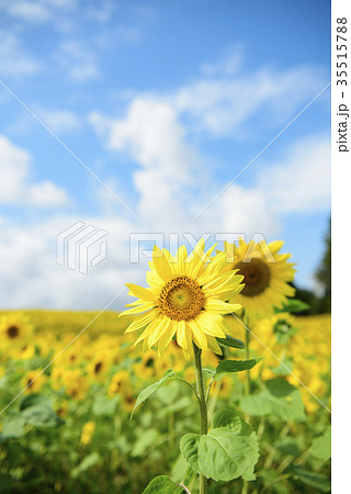 ヒマワリ 35515788