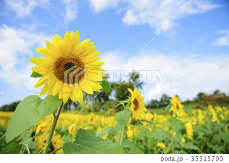 ヒマワリ 35515790