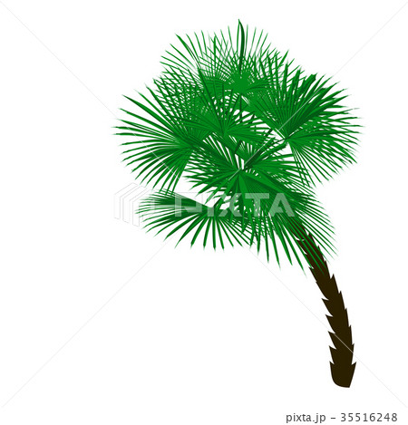 Green palm tree at an angle isolated on white Green palm tree at an angle isolated on white 35516248