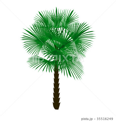 Green palm tree isolated on white background 35516249