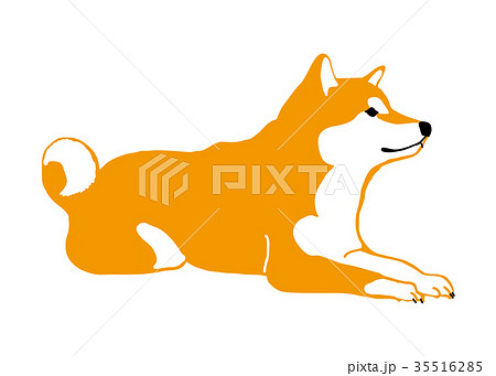 ふせをしている柴犬 色付きのイラスト素材