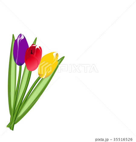 Three colored tulip 35516526