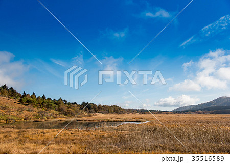 秋の八島ヶ原湿原 草紅葉の紅葉 秋の八島ヶ原湿原 草紅葉の紅葉 35516589