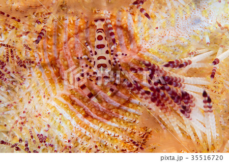 コールマンシュリンプ 35516720