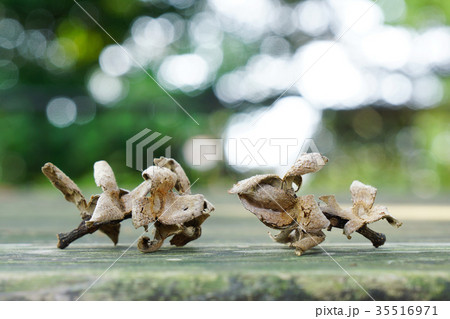 犬や動物のように見える「スダジイ」の実のぬけ殻付き枝-3 犬や動物のように見える「スダジイ」の実のぬけ殻付き枝-3 35516971