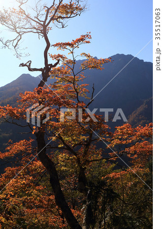 秋の白毛門(しらがもん)から谷川岳を眺める 35517063