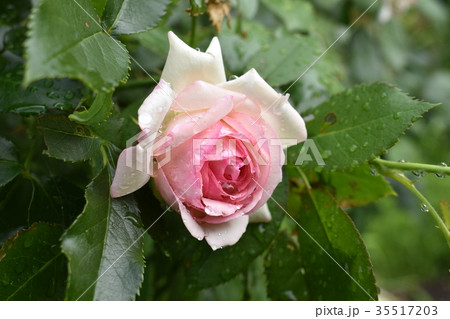 梅雨の雨に濡れたバラの写真素材