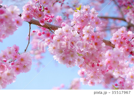 枝垂桜 枝垂桜 35517967