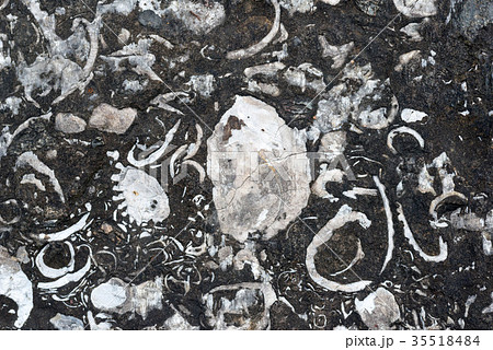 化石のテクスチャ 化石のテクスチャ 35518484