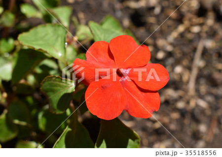 朝露に濡れたインパチェンス 朝露に濡れたインパチェンス 35518556