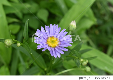 梅雨の雨を貯めた都忘れ 梅雨の雨を貯めた都忘れ 35518571
