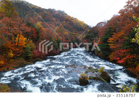 【紅葉見頃】竜頭ノ滝　竜頭の滝（龍頭ノ滝　龍頭の滝）の紅葉（竜頭橋より下流側） 35518707