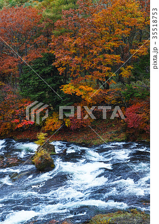 【紅葉見頃】竜頭ノ滝　竜頭の滝（龍頭ノ滝　龍頭の滝）の紅葉（竜頭橋より下流側） 35518753