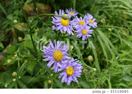 虫の集うミヤコワスレ 35519085