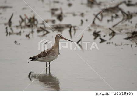 ハス田にやって来たオグロシギ 35519355