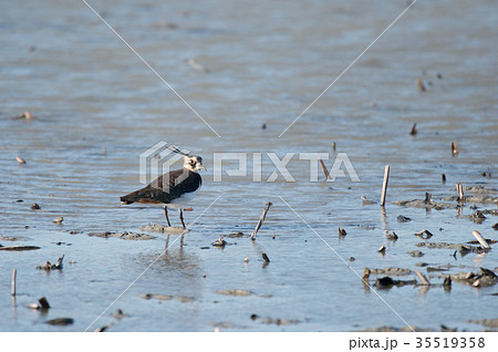 冬鳥・タゲリ 35519358