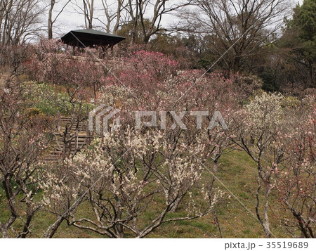 梅林 梅林 35519689