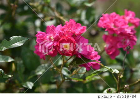 ミニ薔薇とミニ蜘蛛 35519784