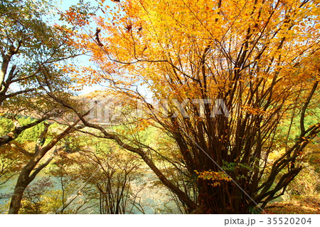 お玉が池の紅葉 35520204