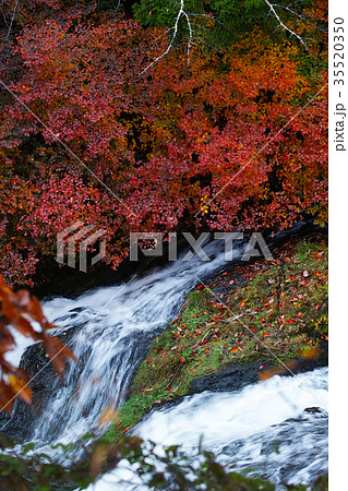 【紅葉見頃】竜頭ノ滝 竜頭の滝(龍頭ノ滝 龍頭の滝)の紅葉(観瀑台付近) 【紅葉見頃】竜頭ノ滝 竜頭の滝(龍頭ノ滝 龍頭の滝)の紅葉(観瀑台付近) 35520350