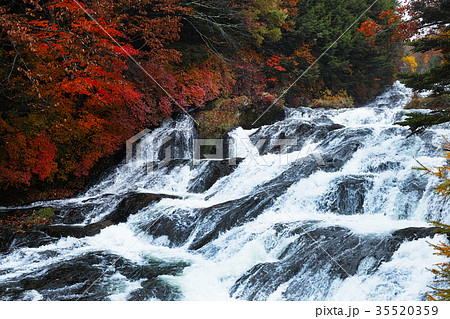 【紅葉見頃】竜頭ノ滝　竜頭の滝（龍頭ノ滝　龍頭の滝）の紅葉（観瀑台付近） 35520359