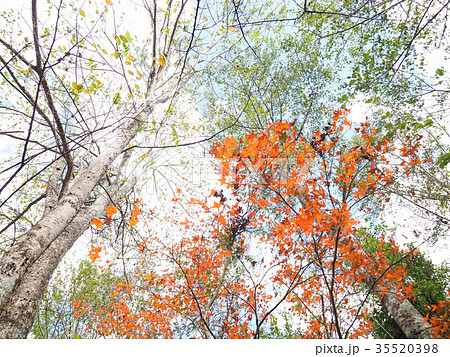 武陵農場 秋 あき 35520398