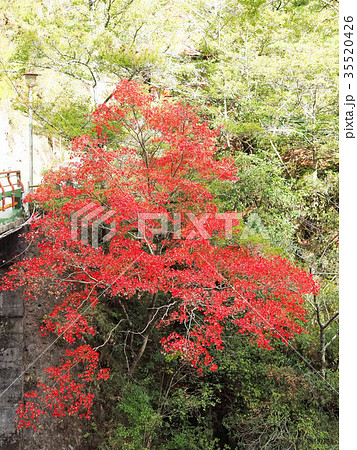 武陵農場 秋 あき 35520426